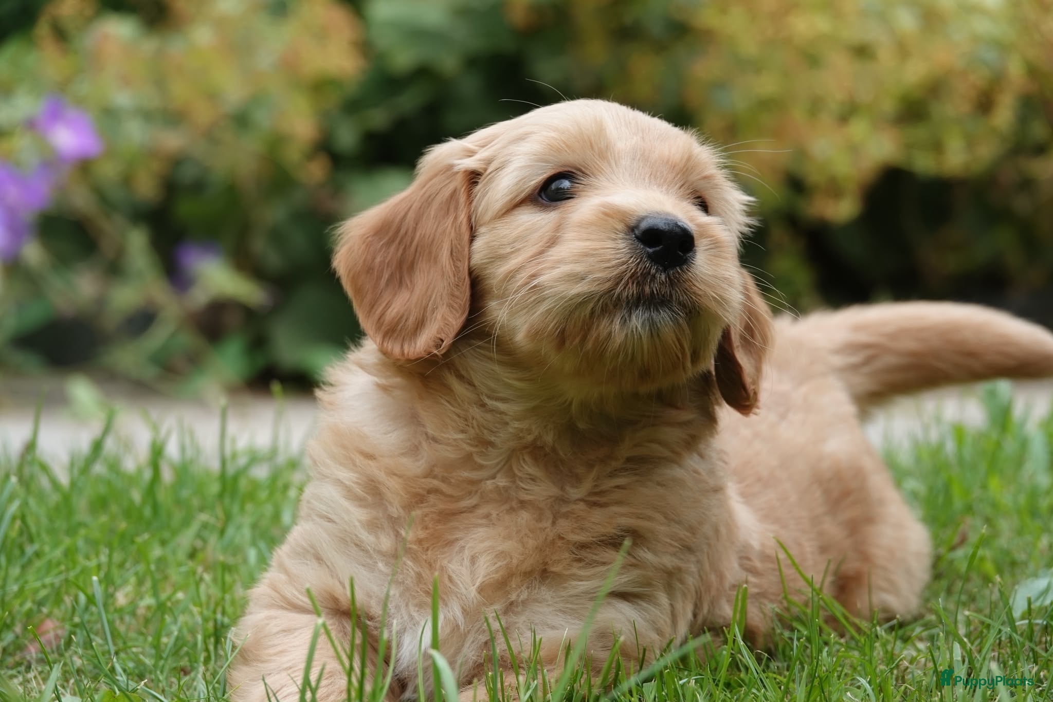 Labradoodle honden Labradoodle pup reu - Advertentie 2