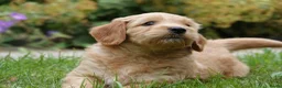 Labradoodle honden te koop: Labradoodle pup reu - Advertentie 1