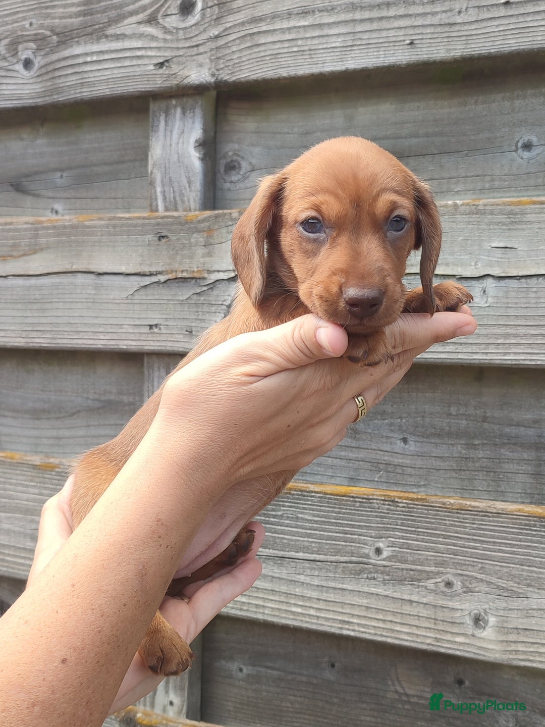 Teckel (korthaar)  honden te koop: Kleine dwergteckel pups  - Afbeelding 5