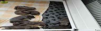 Cane Corso 3