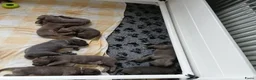 Cane Corso honden te koop: Nog 3 prachtige pups beschikbaar  - Advertentie 3