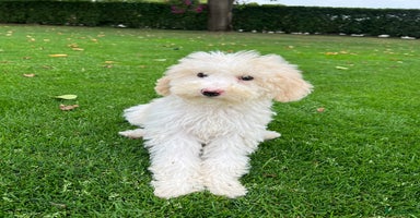 Labradoodle honden - Advertentie 5