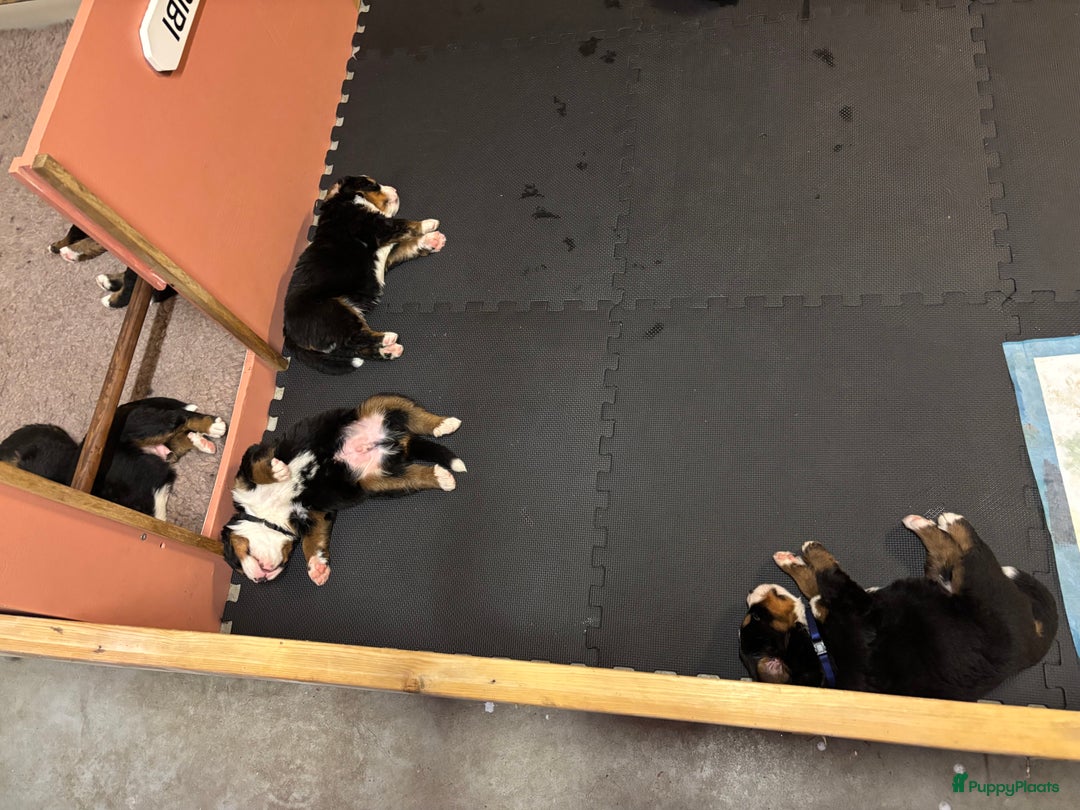Berner Sennenhond honden te koop: Allerknapste Berner sennen pups (reutjes) in Woudenberg - Afbeelding 13