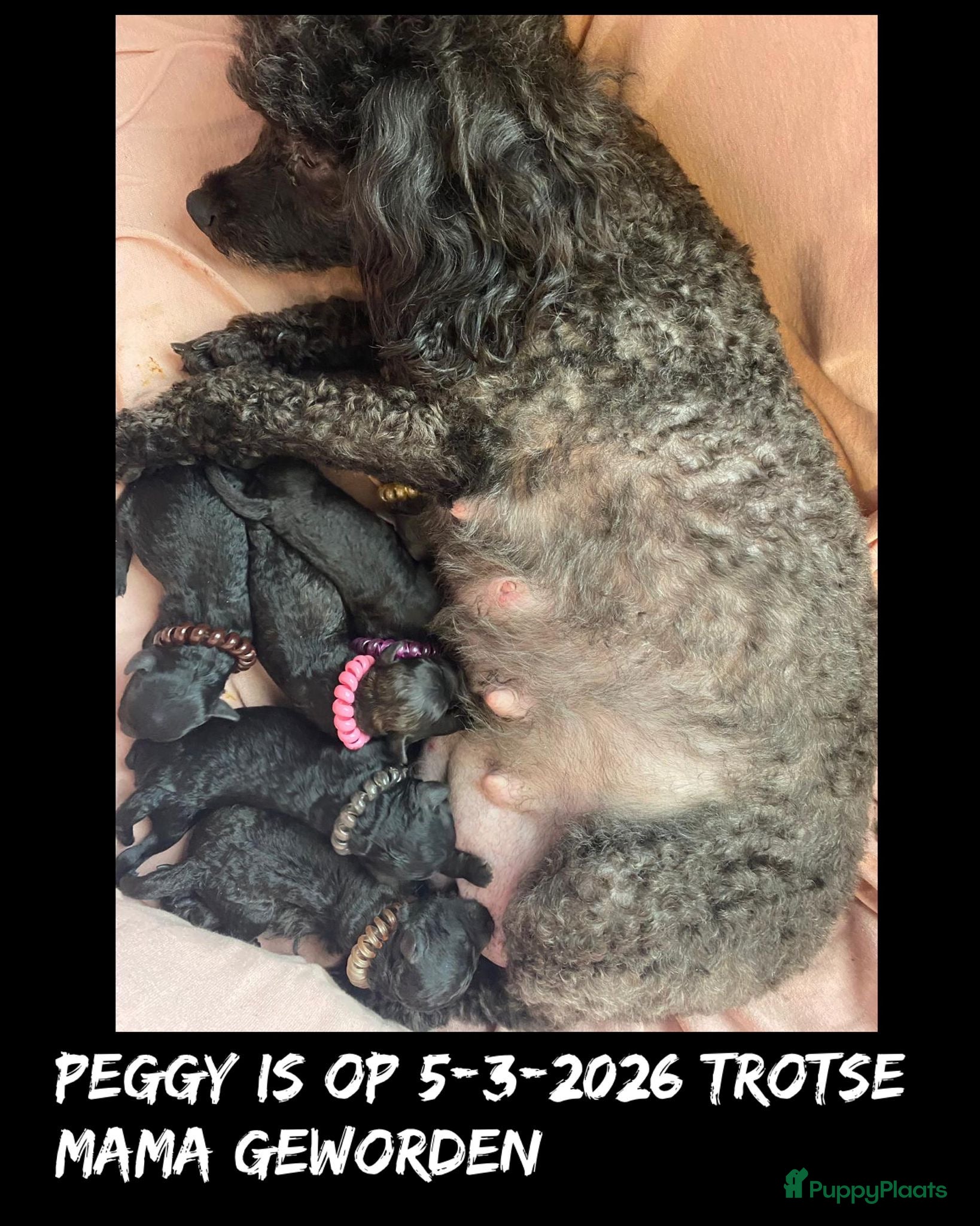 Poedel Toy honden Toypoedel/toy poedel. Teefje - Advertentie 1