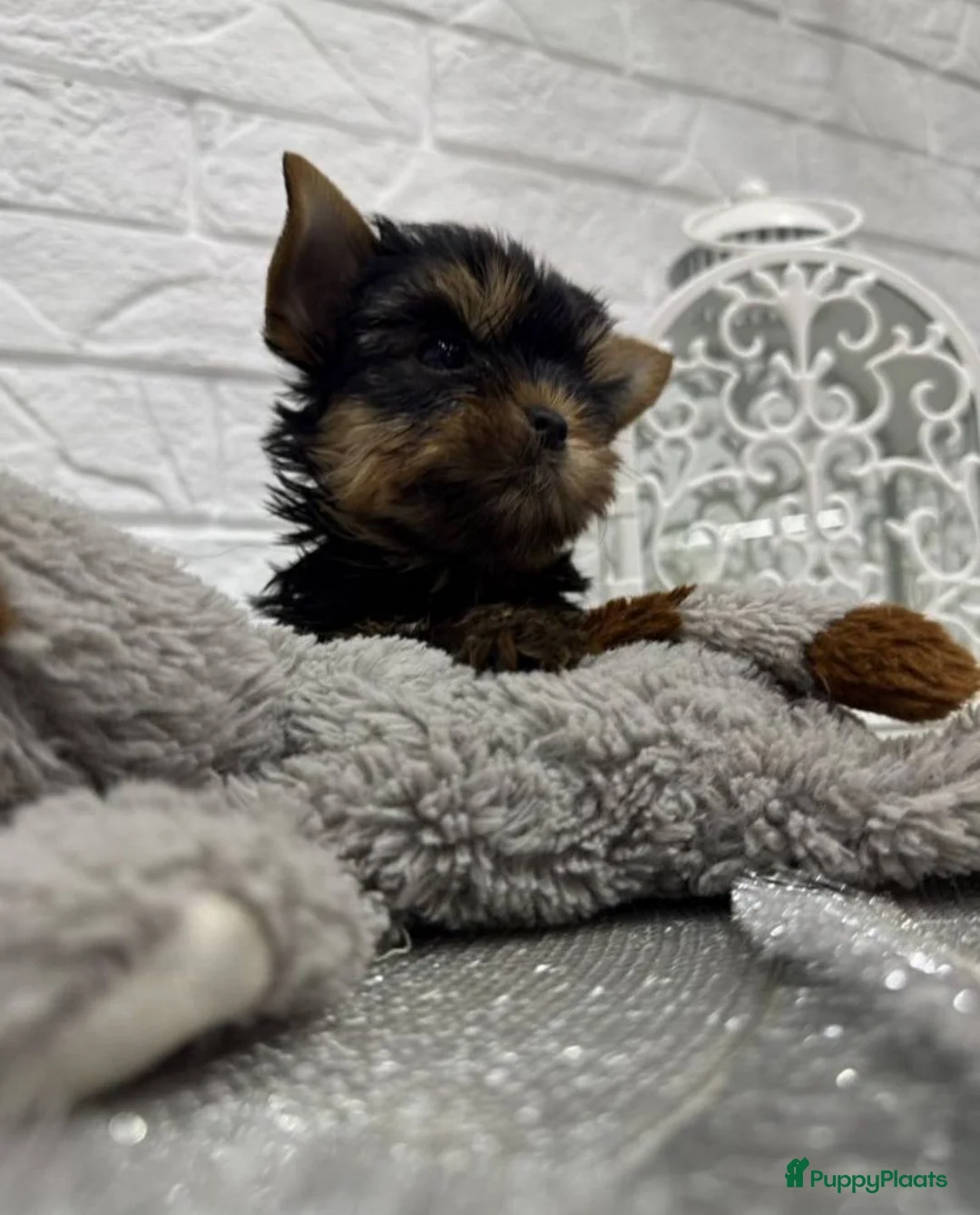 Yorkshire Terriër honden te koop: Yorkshire terriër puppy’s - Advertentie 2