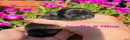 Chihuahua honden te koop: Chihuahua pups - Advertentie 2