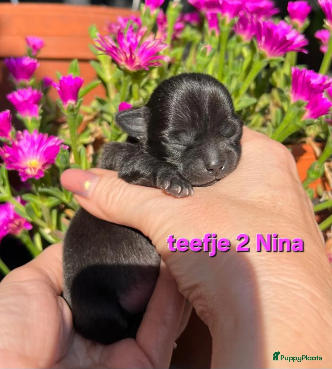 Chihuahua honden te koop: Chihuahua pups - Advertentie 2