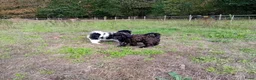Kruising honden te koop: Dwergpoedel x Boompoo pups  - Advertentie 7