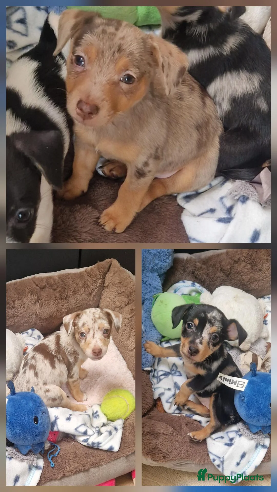 Jack Russel Terriër honden te koop: Mini merle jackrussells - Advertentie 2