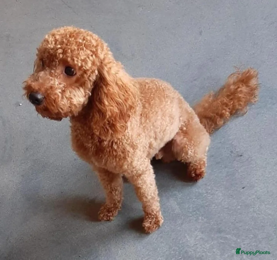 Cockapoo honden te koop: Cockapoo pups F1 - Advertentie 10