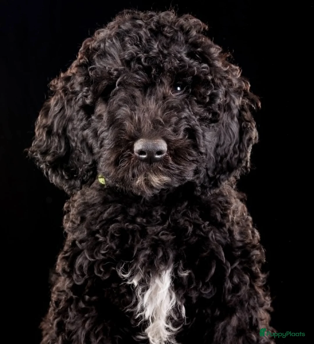 Barbet honden te koop: Barbet pups - Advertentie 8