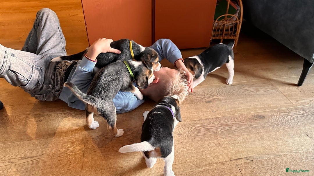 Beagle honden te koop: Vier lieve Beagle puppy’s  - Advertentie 7