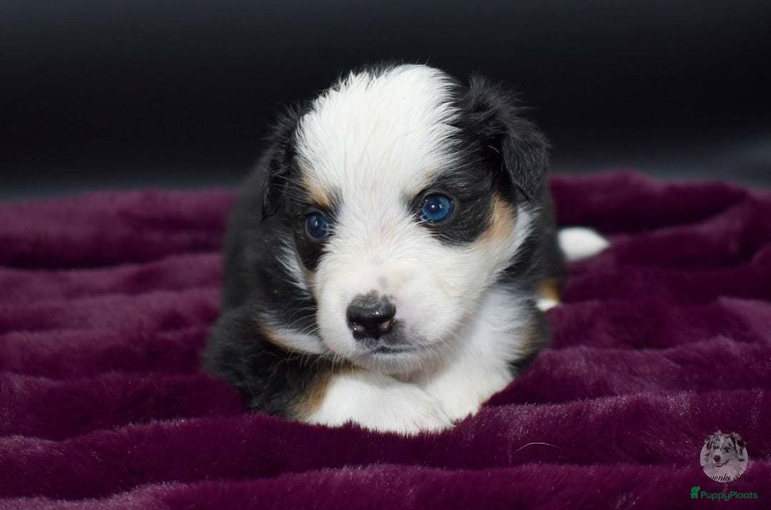 Australian Shepherd honden te koop: Miniature American Shepherd / Mini Aussie  - Advertentie 13