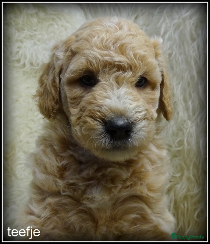 Labradoodle honden Labradoodle F4 medium pups - Advertentie 1