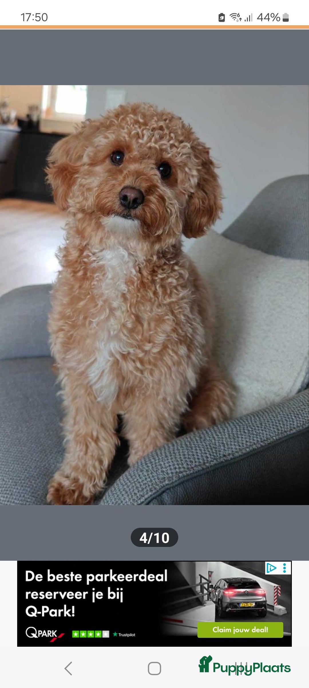 Cockapoo honden te koop: Kleine poedelpups met een vleugje cockapoo. - Advertentie 4