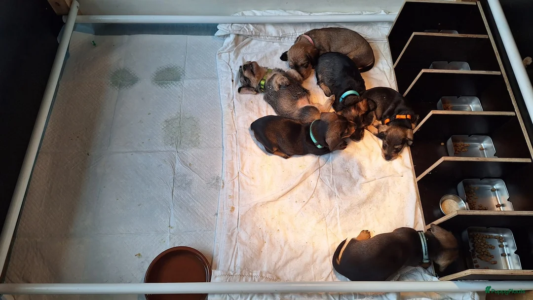 Galerij afbeelding {{count}}