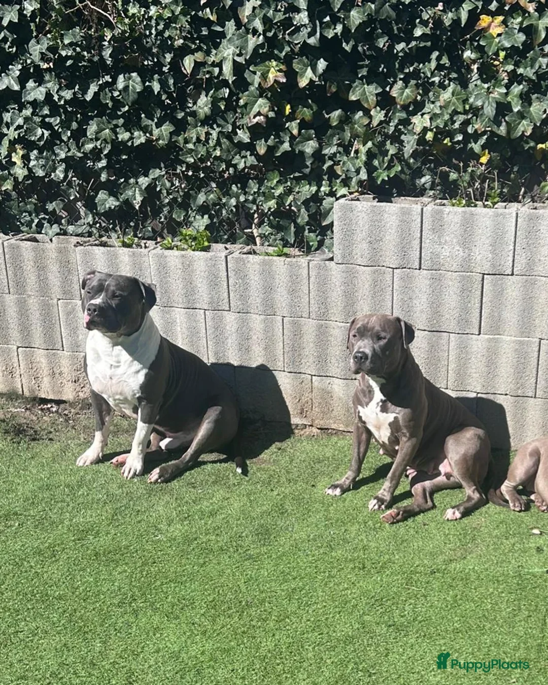 American Staffordshire Terriër honden te koop: Aankondiging nest – American Staffordshire Terrier - Advertentie 1