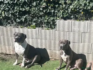 American Staffordshire Terriër honden Aankondiging nest – American Staffordshire Terrier - Advertentie 18