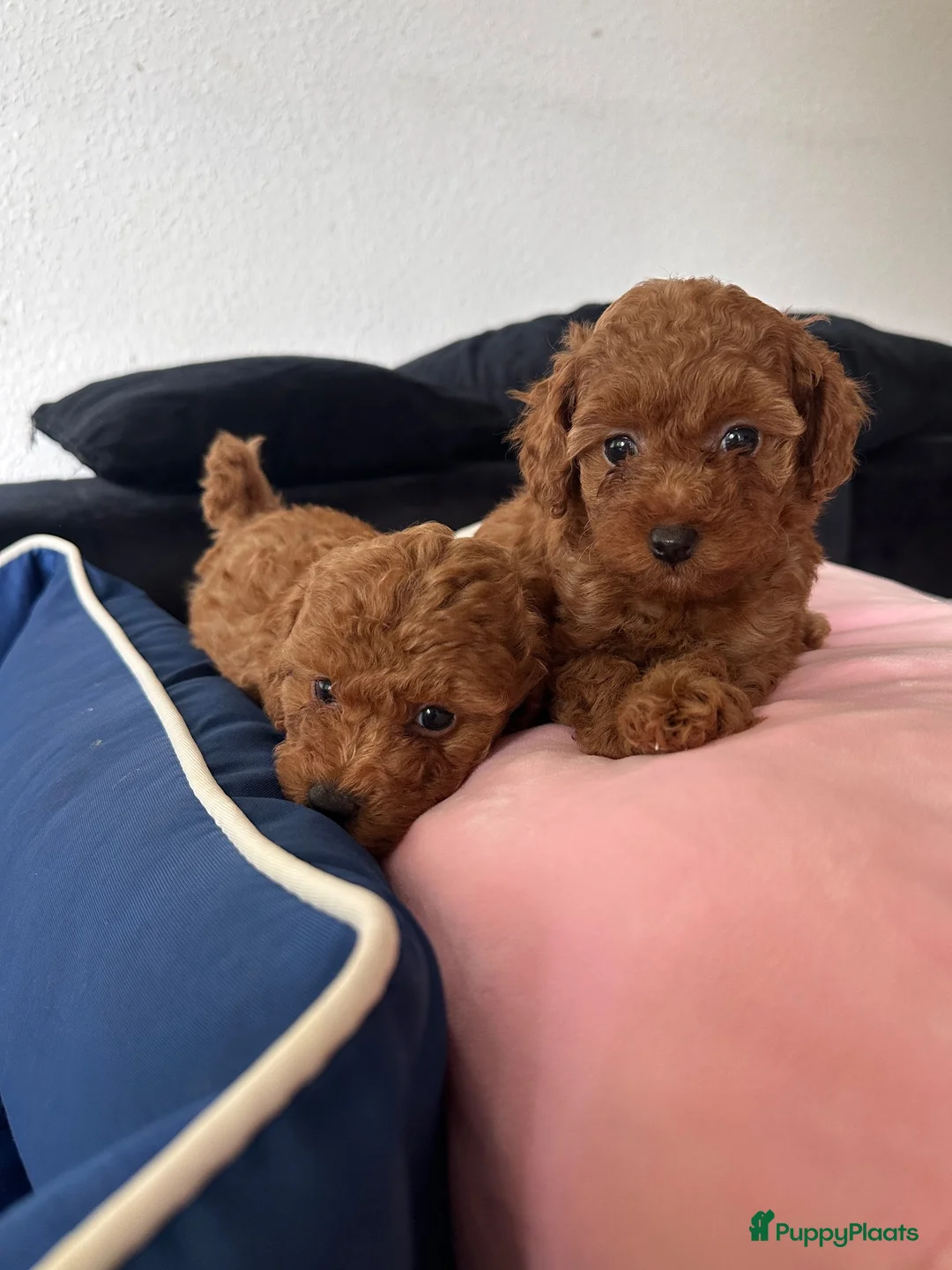 Poedel Toy honden te koop: Rode Toypoedel pups uit geteste ouders - Advertentie 2