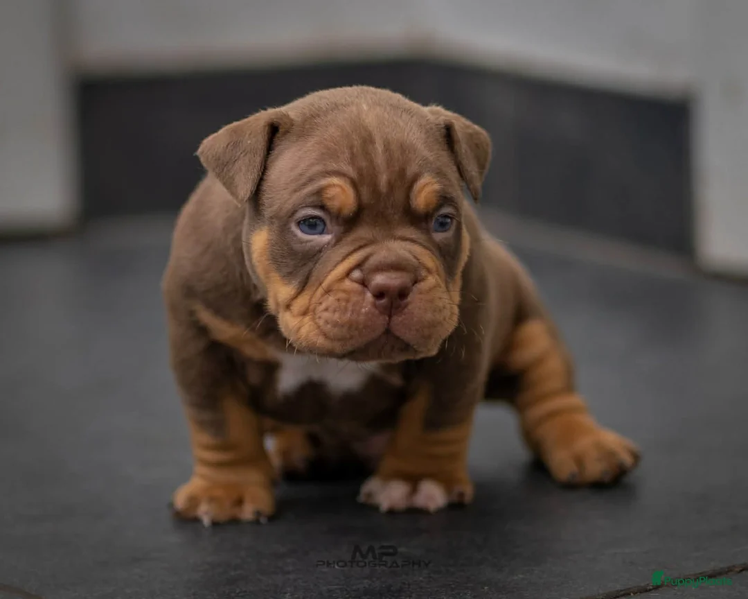 Amerikaanse Bully honden te koop: American Bully pocket pup verwacht  - Advertentie 10