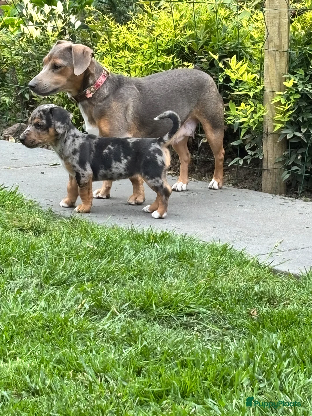 Jack Russel Terriër honden te koop: Lieve sociale puppy’s Jack Russel  in Baarle-Nassau - Advertentie 1