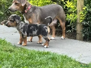 Jack Russel Terriër honden Lieve sociale puppy’s Jack Russel - Advertentie 5