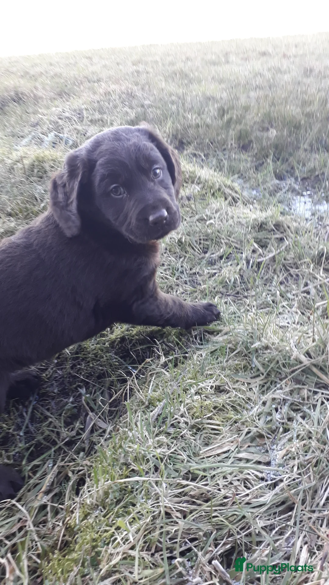Kruising honden te koop: Enthousiaste Labrador X Friese Stabij pups - Advertentie 7
