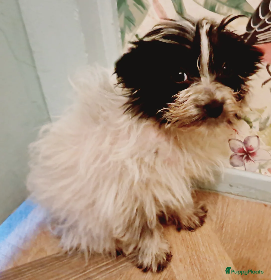 Kruising honden te koop: Zeer kleine waterhond - Advertentie 4