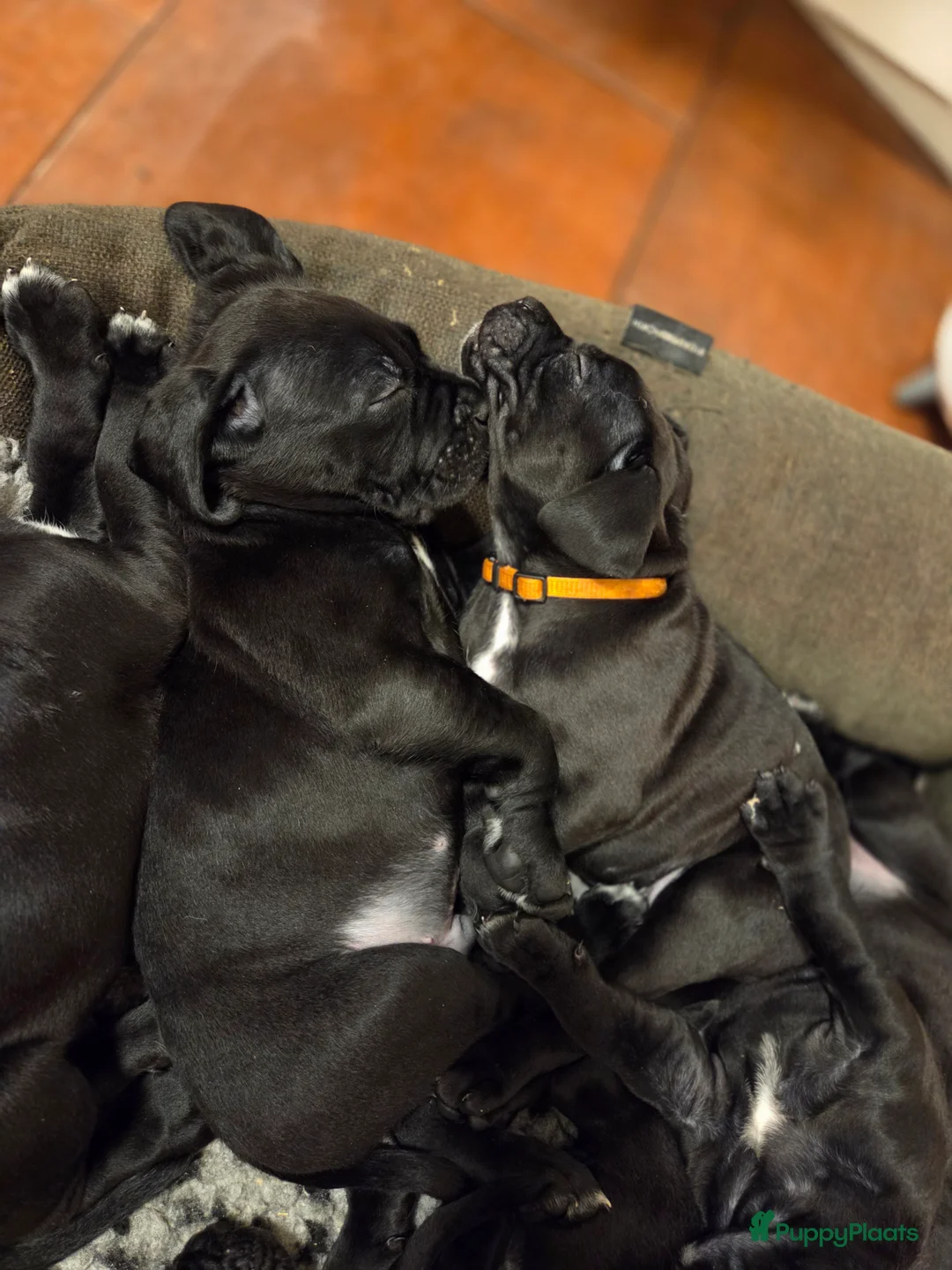 Cane Corso honden te koop: Prachtige CaneCorso's pups!  - Advertentie 8