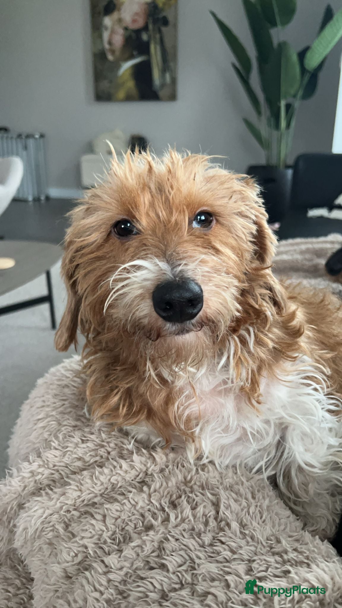 Ruwhaar Teckel honden Ruwharige piebald teckel - Advertentie 2
