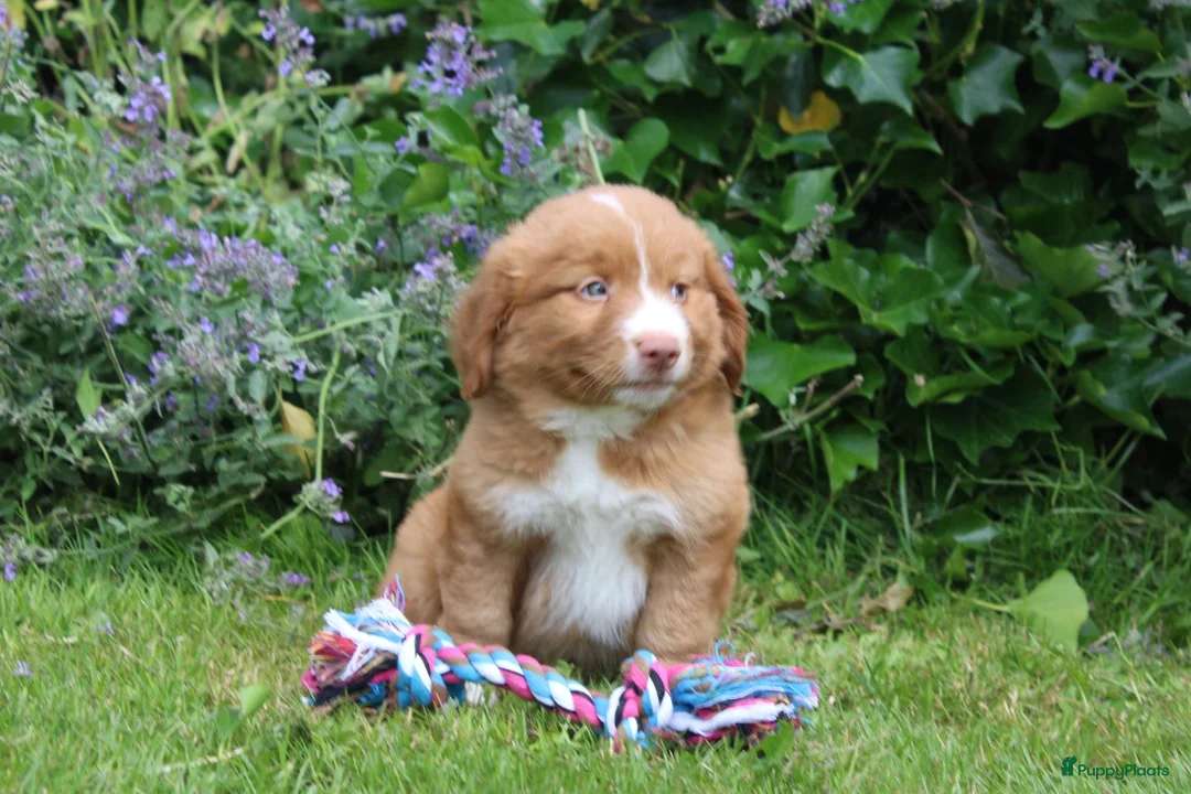 Nova Scotia Duck Tolling Retriever honden te koop: Mooie nova scotia duck tolling retriever pups  - Advertentie 2