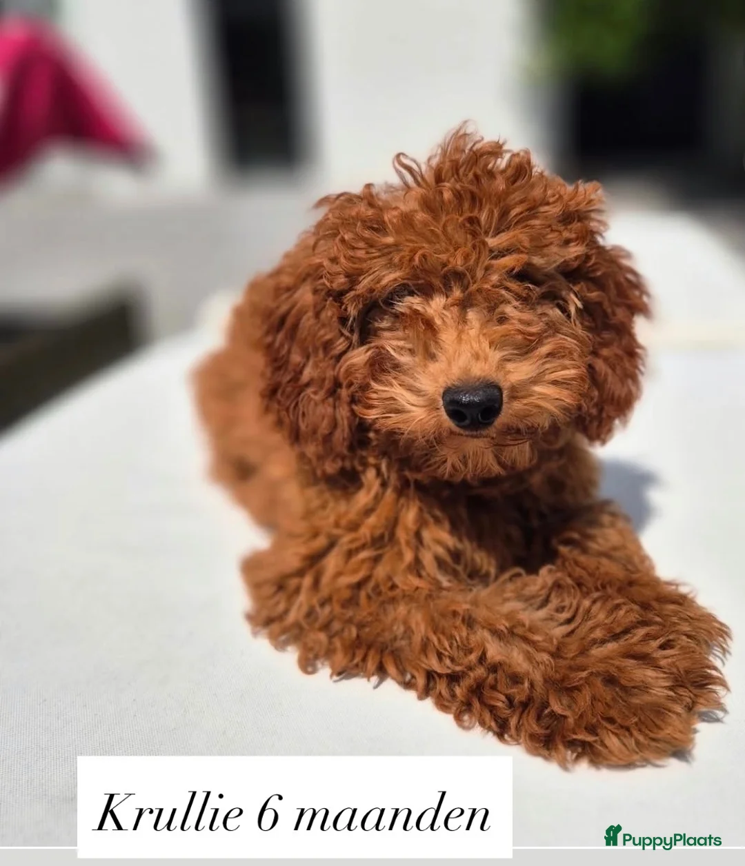Labradoodle honden te koop: Inschrijving geopend!! Prachtige Toypoedels - Advertentie 2