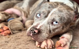 Amerikaanse Bully honden te koop: Prachtige American bully xl  - Afbeelding 6