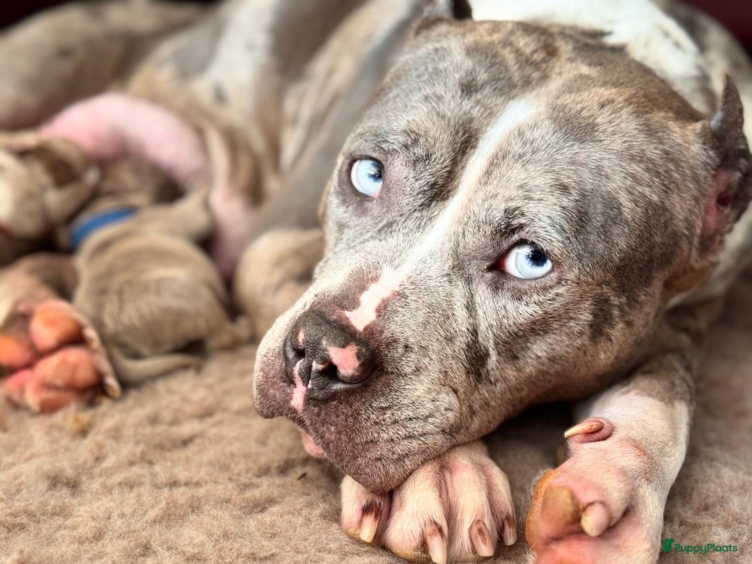 Amerikaanse Bully honden te koop: Prachtige American bully xl  - Afbeelding 6