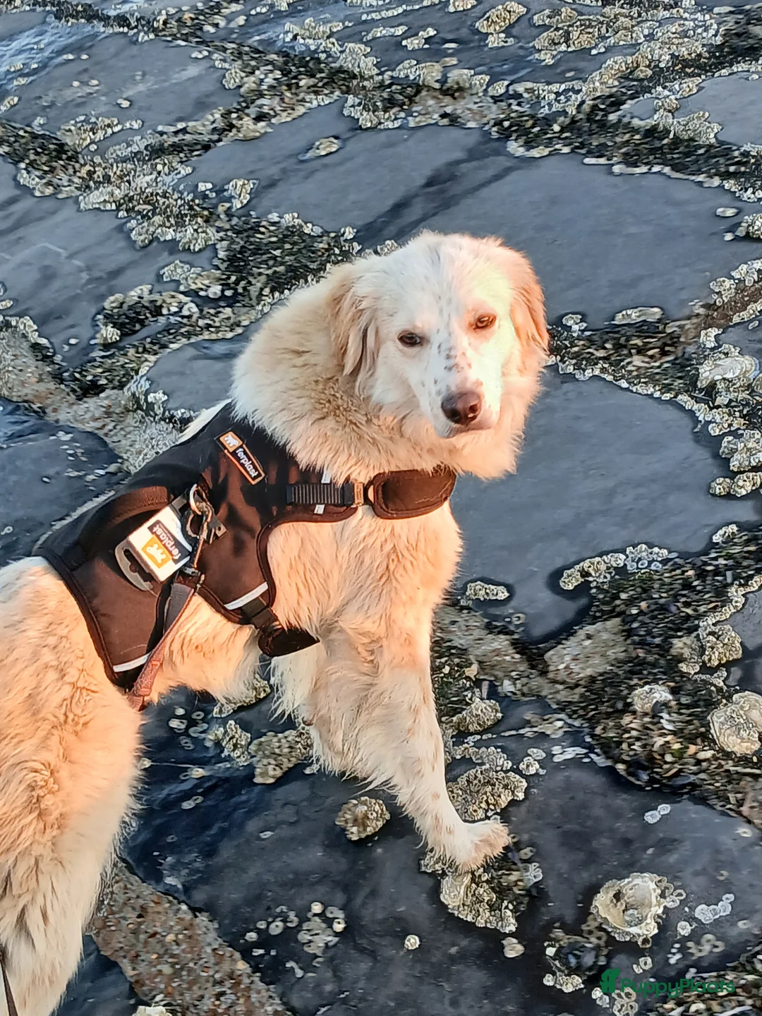 Kruising honden te koop: NEVE ZOEKT BAASJE - Advertentie 6