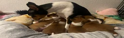 Basenji honden te koop: Basenji pup reu beschikbaar  - Advertentie 7