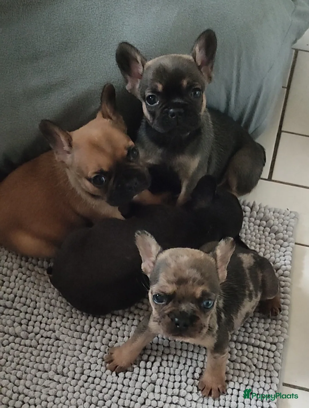 Franse Bulldog honden te koop: Laatste Franse bulldog reutje - Advertentie 5