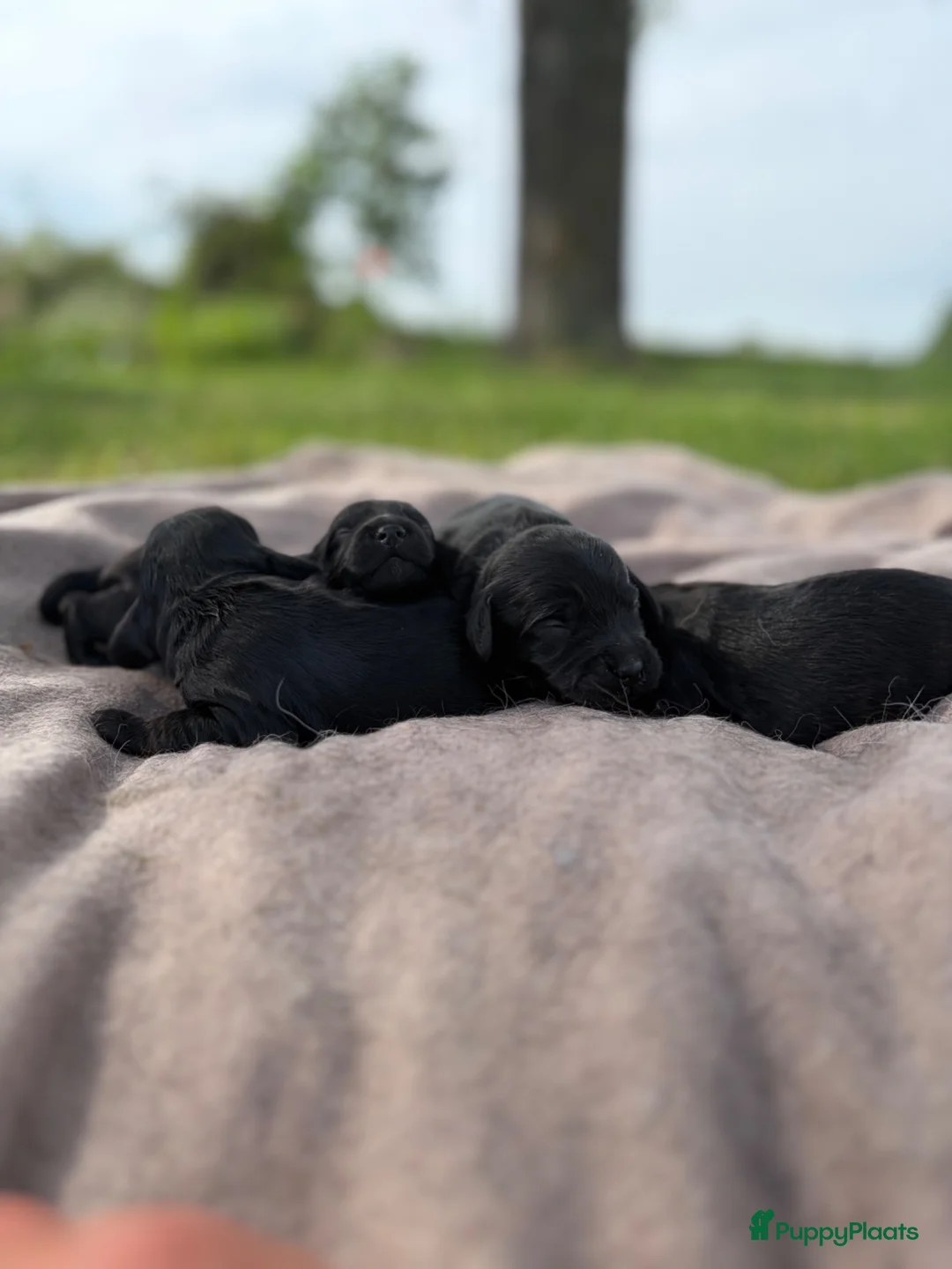 Cockapoo honden te koop: Cockapoo Cocker spaniel - Advertentie 1