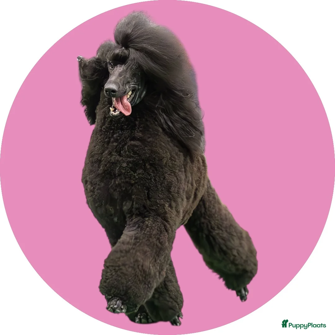 Galerij afbeelding {{count}}