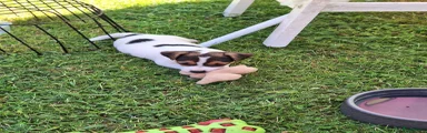 Jack Russel Terriër 2