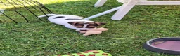Jack Russel Terriër honden te koop: Jack Russel puppys in Callantsoog - Advertentie 3