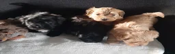 Havanezer honden te koop:  1 bruin/zwart/wit teefje beschikbaar fci stamboom - Advertentie 10
