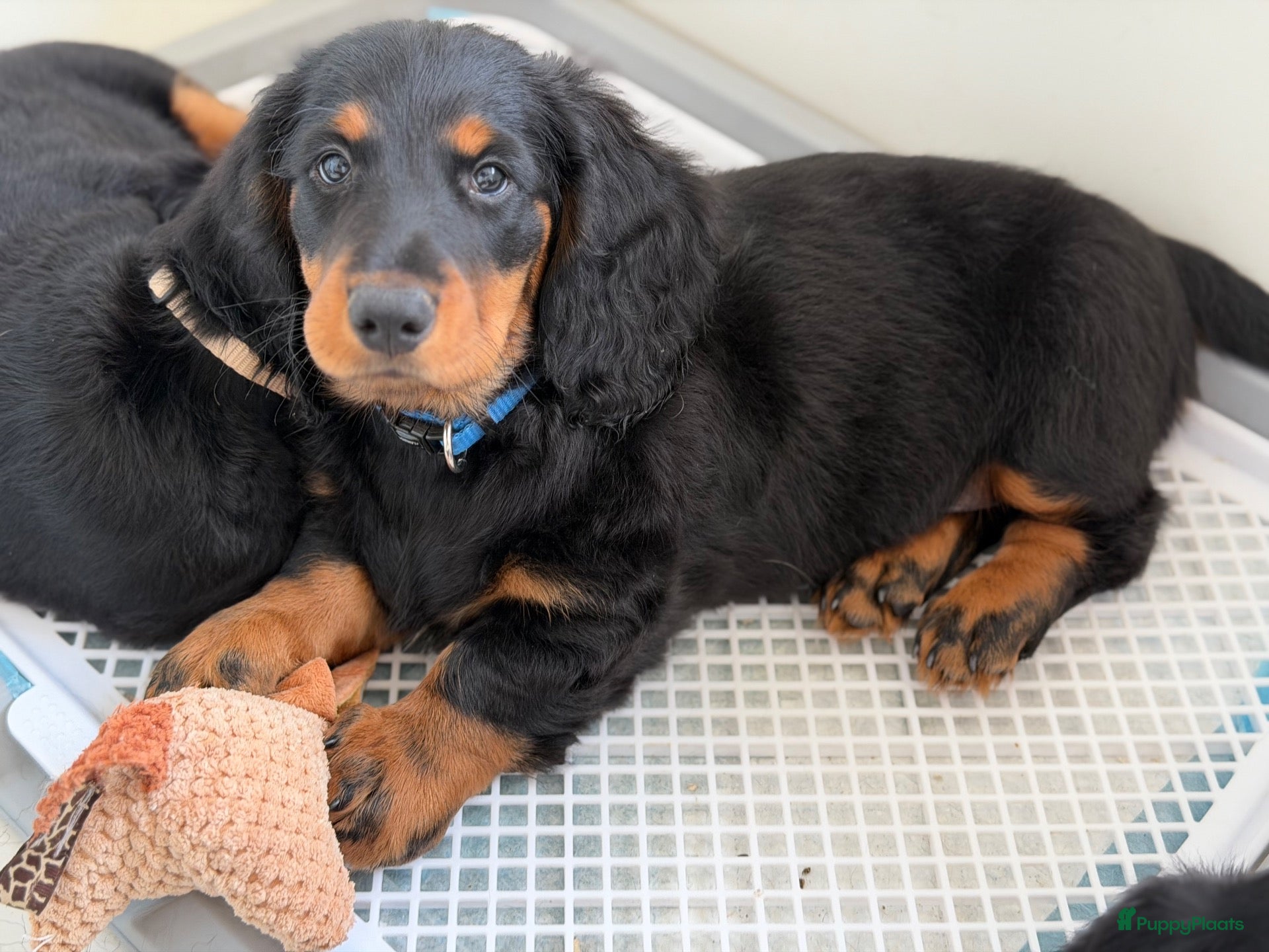 Teckel (langhaar) honden Teckelpups standaard langhaar - Advertentie 1