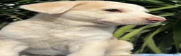 Kruising honden ter adoptie: juno zoekt een baasje een warm mandje  - Advertentie 10