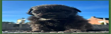 Bouvier des Flandres groen