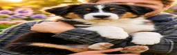 Australian Shepherd honden te koop: Prachtige Australian Shepherd pups - Advertentie 7
