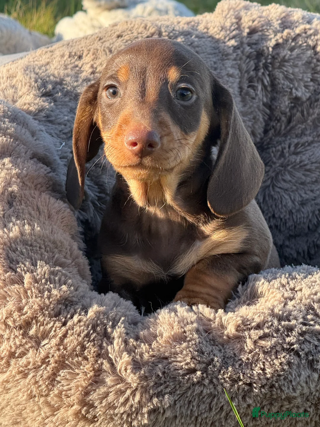 Teckel (korthaar)  honden te koop: Dwergteckel  puppies  - Advertentie 10