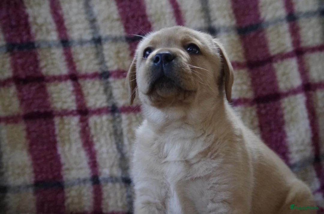 Labrador Retriever honden te koop: goudkleurig foxred labrador reu pup.  - Advertentie 2