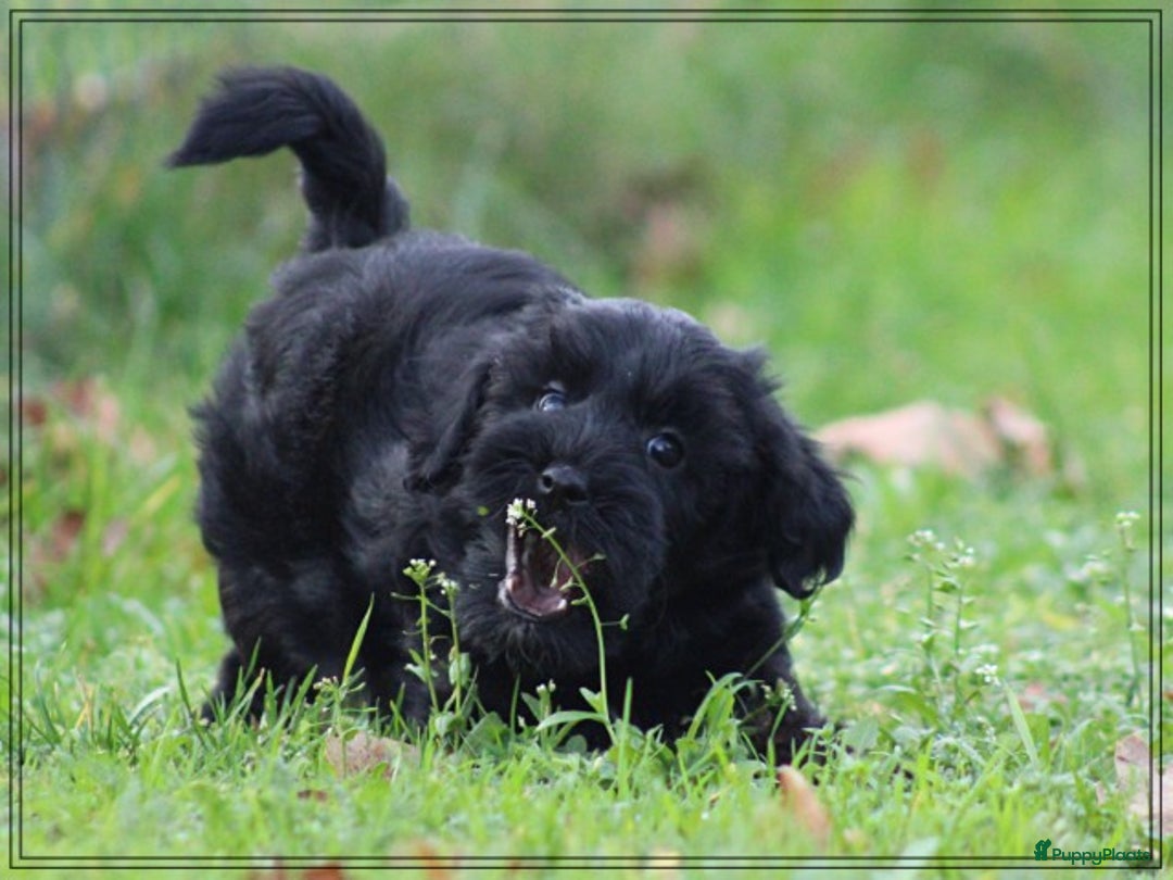 Kruising honden te koop: Minidoodle pups - Advertentie 5