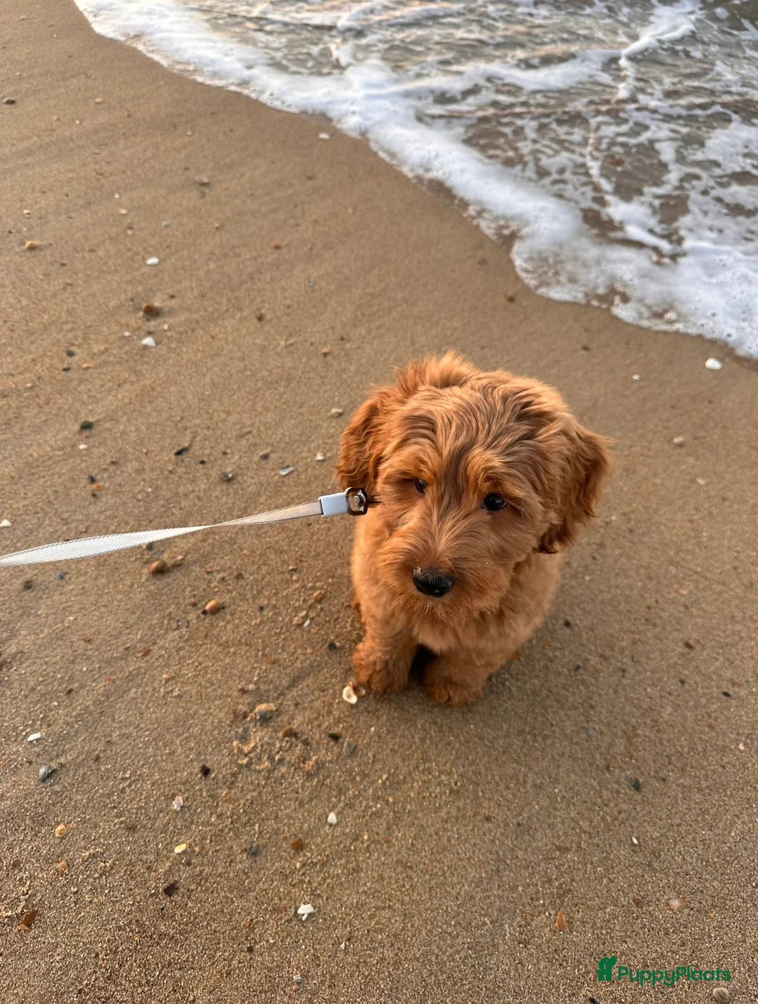 Australian Labradoodle honden te koop: Medium Australian Labradoodle pup nestaankondiging - Advertentie 24